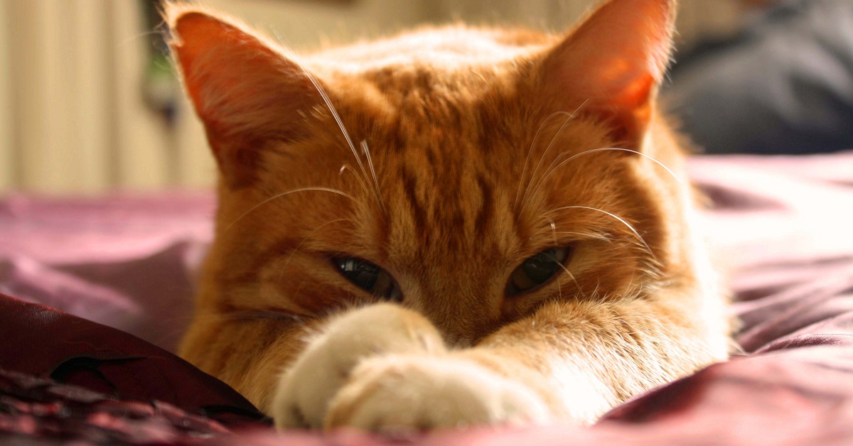 Il gattino riesce a rendere più comodo il lettino, guardate la sua geniale invenzione nel video