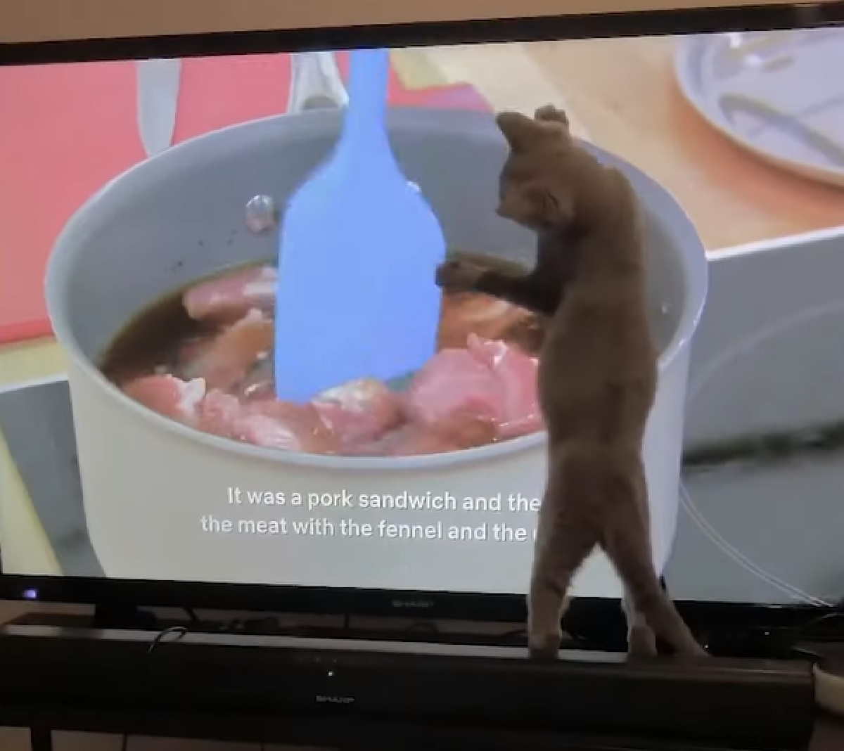 gattino sebastian programma cucina
