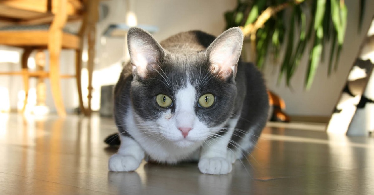 Il gattino sfida la mamma a ping pong, il suo strepitoso talento in video