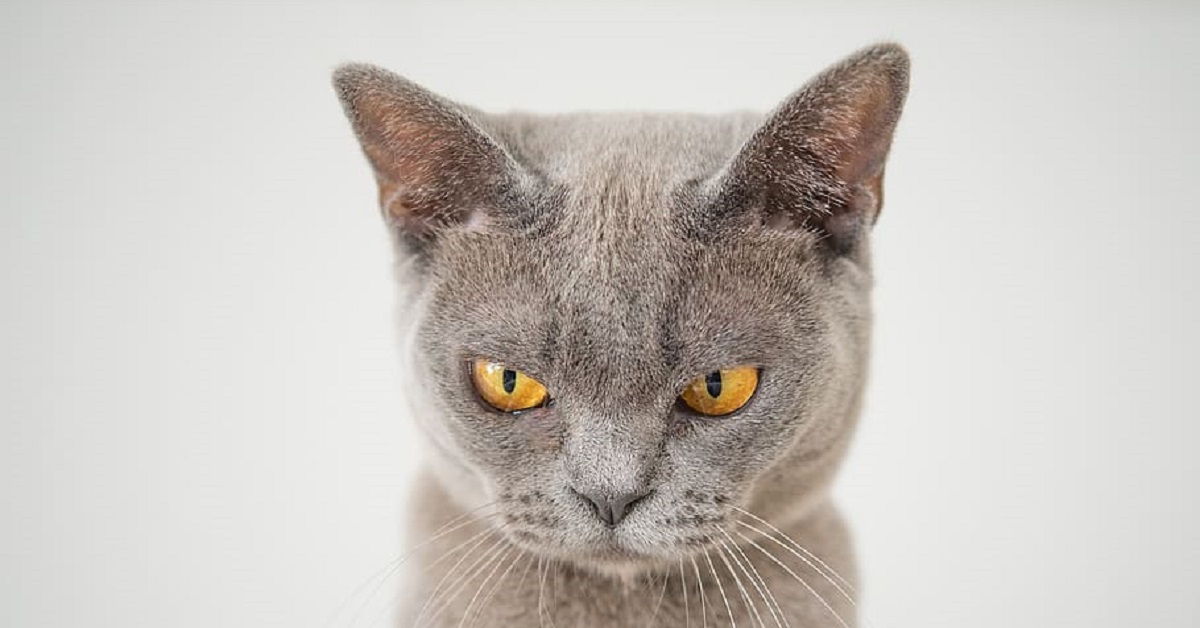 Il gattino si fa tagliare il pelo dal parrucchiere ma non sembra felice, capirete perché solo dal video