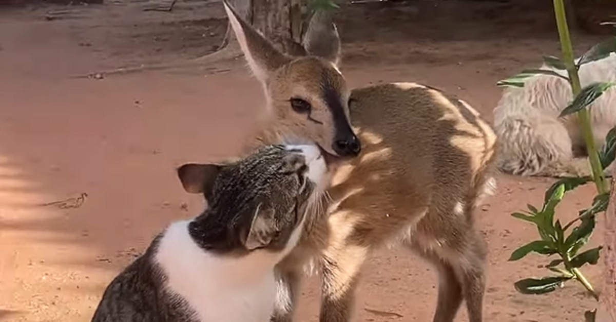 Il gattino si mette a coccolare una piccola antilope, il video è dolcissimo