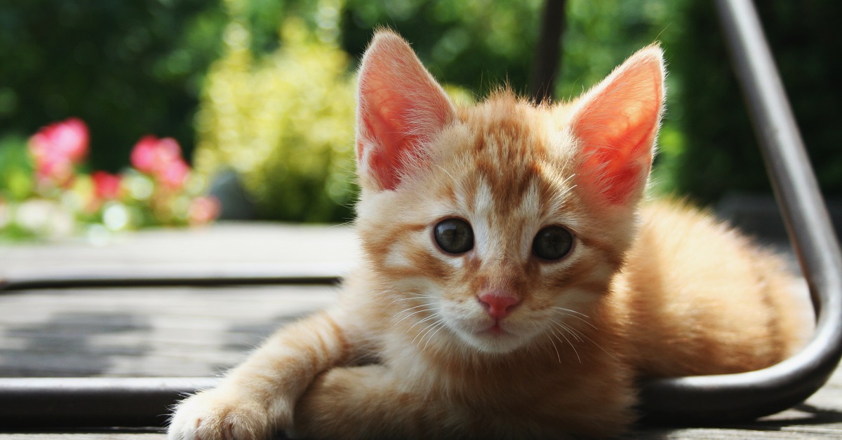 Il gattino si mette a mangiare la fetta di anguria con la mamma, il video è semplicemente irresistibile