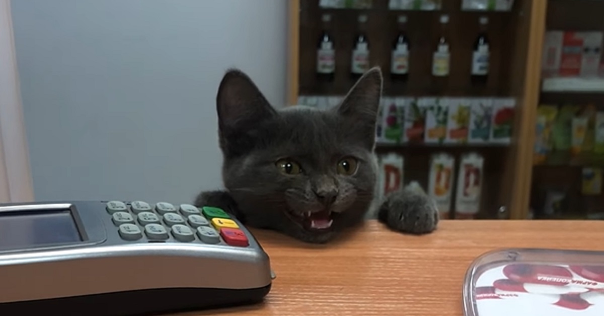 Il gattino si presenta davanti alla cassa della farmacia, il video svela il commovente motivo