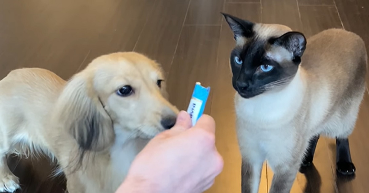 Il gattino Siamese divide lo snack con un Bassotto, il video è meraviglioso
