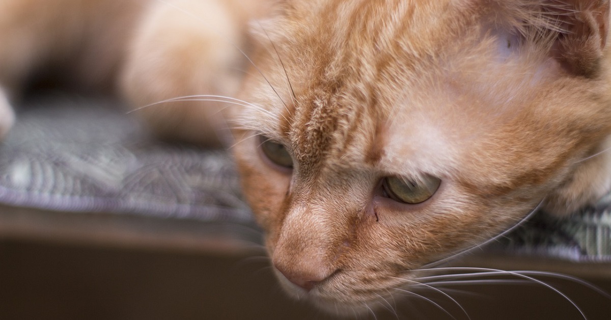 Il gattino soffre la mancanza della sua mamma mentre lei non è a casa, il video della sua reazione è toccante