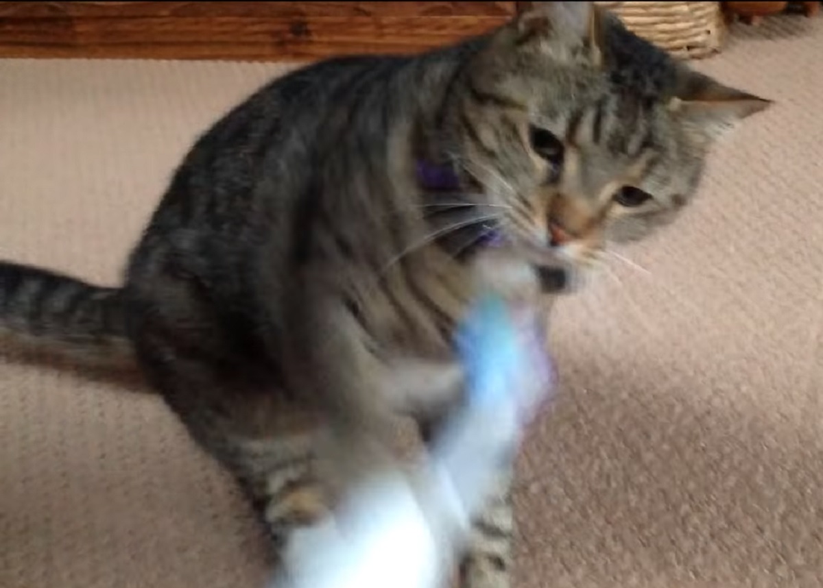 dexter gattino soriano odio spazzolino