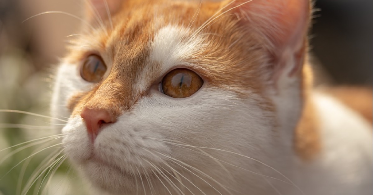 Il gattino Tabby gioca appassionatamente con un fidget spinner, nel video tutto il suo divertimento