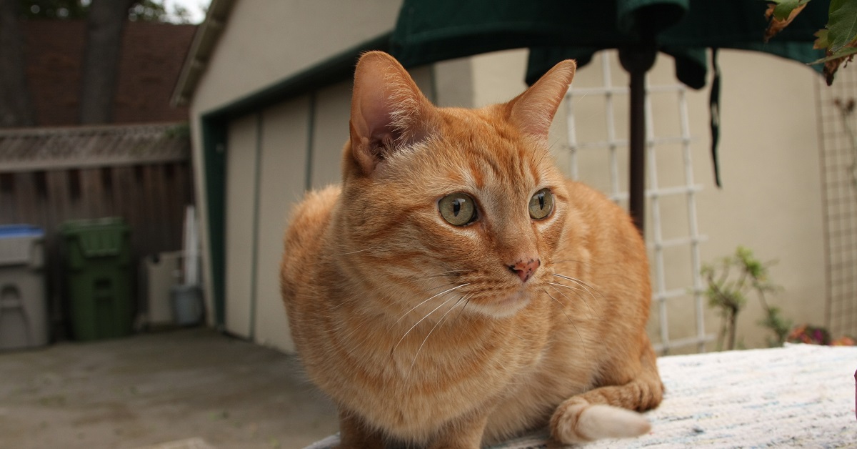 Il gattino vede per la volta un mini drone volante, il finale del video è da ridere a crepapelle