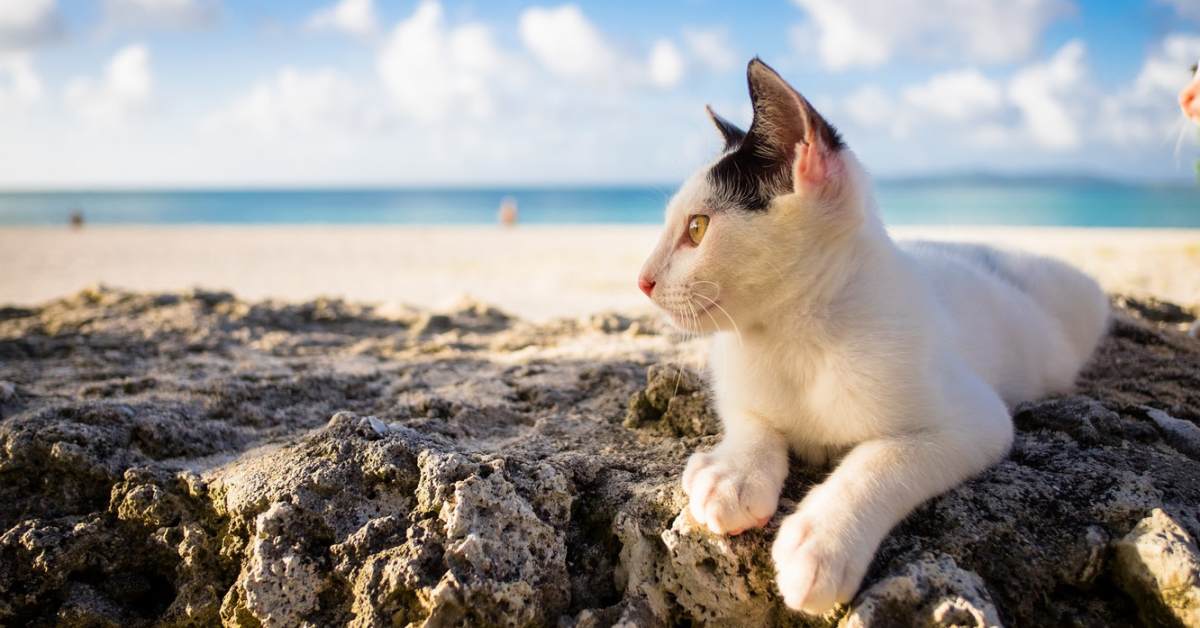 Il gatto può andare al mare?