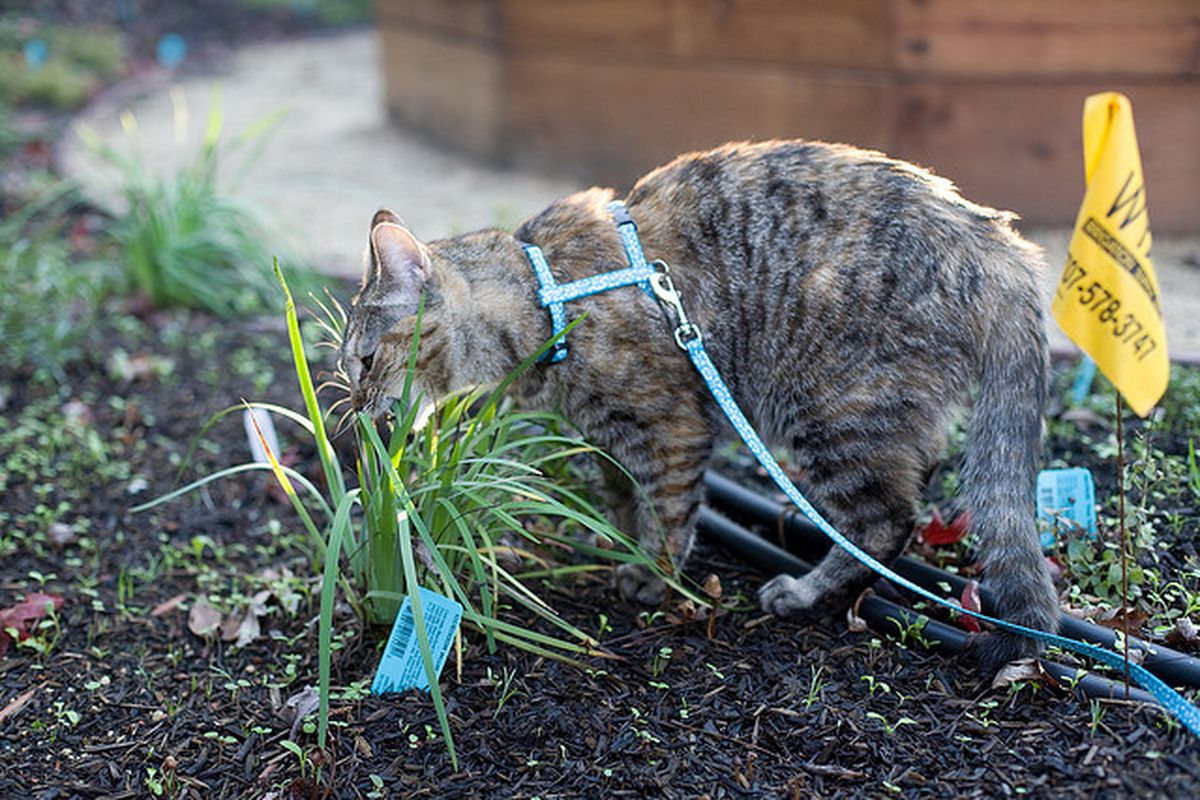 pettorina per gatti