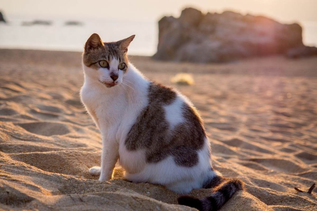 gatto sulla sabbia