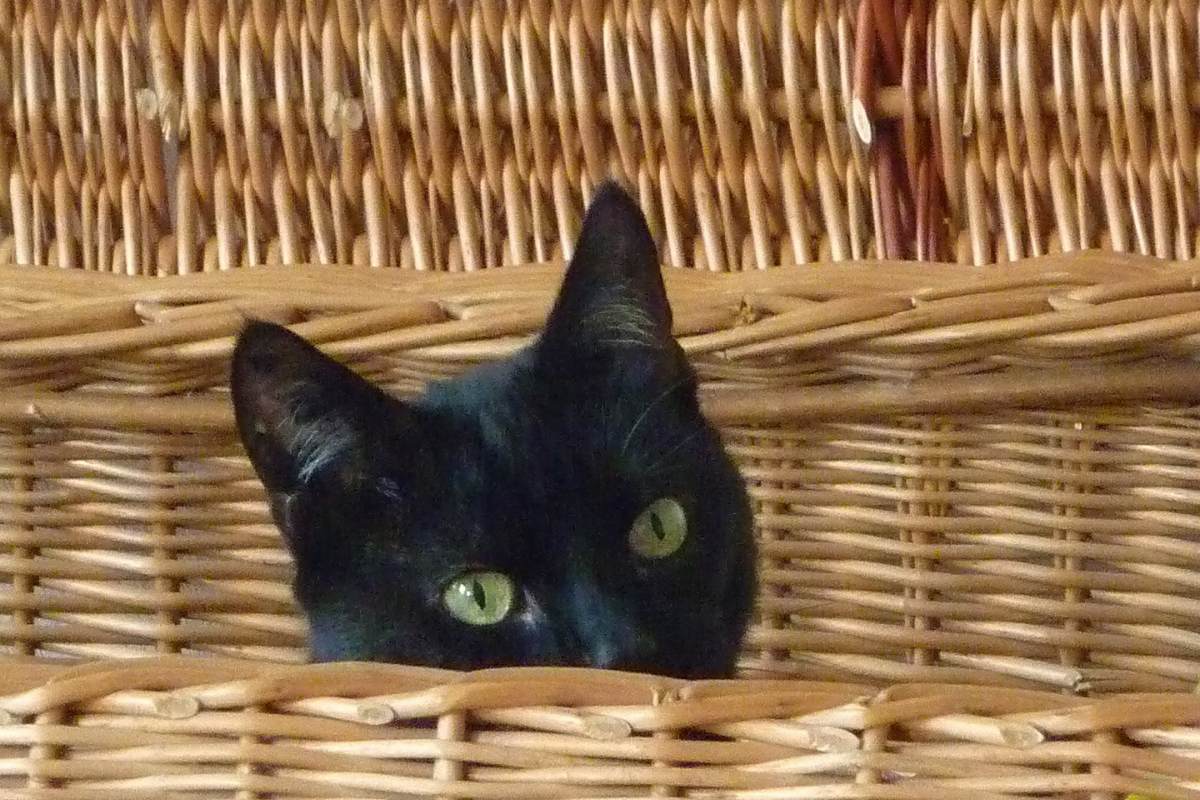 gatto dentro una cesta