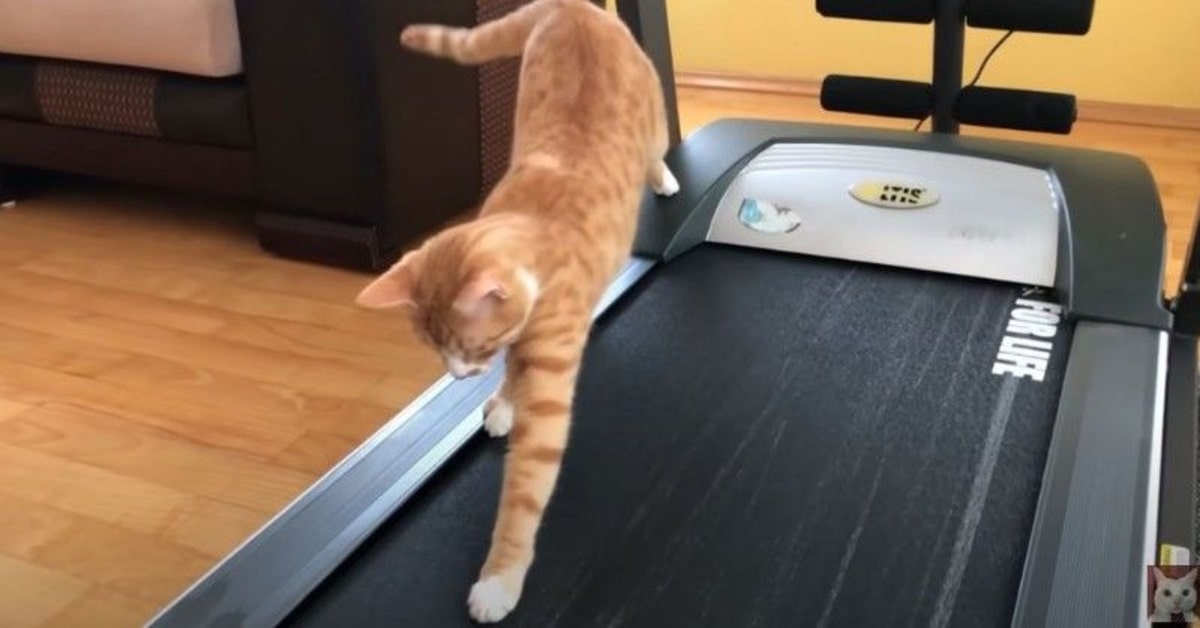 Indy: la gattina che cammina sul tapis roulant  (VIDEO)