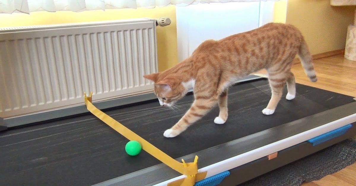 gattina fa ginnastica sul tapis roulant