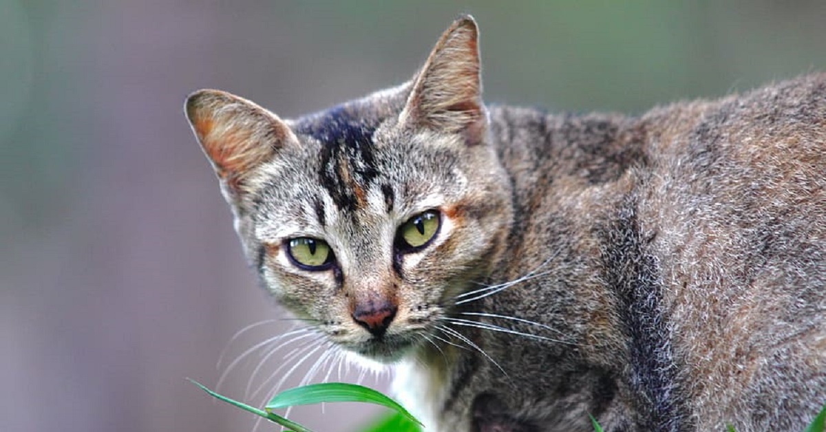 La gattina aiuta il papà mentre gioca a golf, il video è da vedere e rivedere