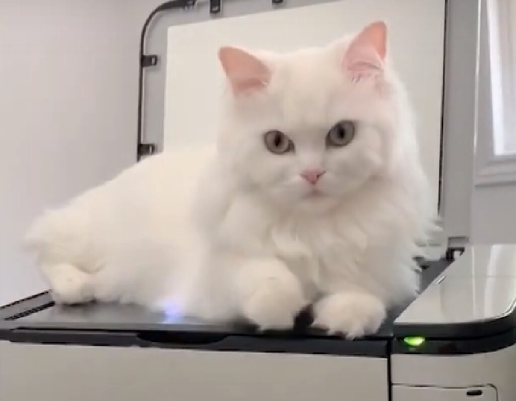 coco gattina scanner faccia e zampe