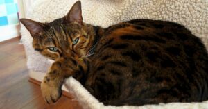 La gattina del Bengala e lo Shiba Inu fanno il bagno assieme, il video è fantastico