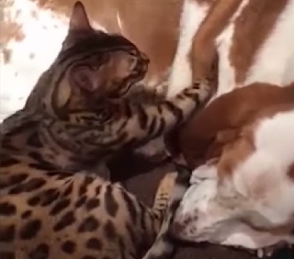 emmie gattina bengala professionista massaggio