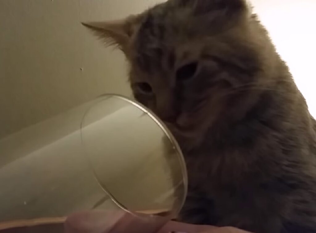 luci gattina soriano beve dal bicchiere mamma
