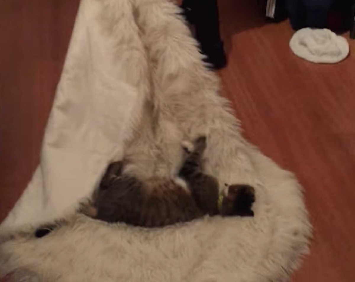 mitsy gattina soriano soffice tappeto