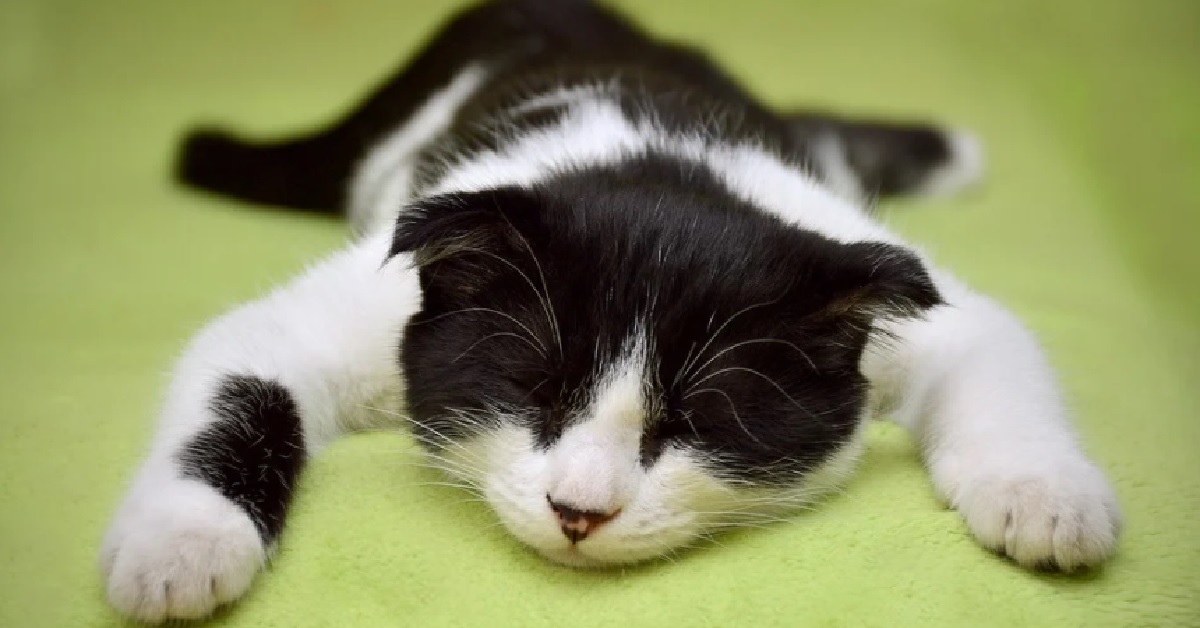La gattina Mitsy adora farsi trasportare sul soffice tappeto, il video è irresistibile