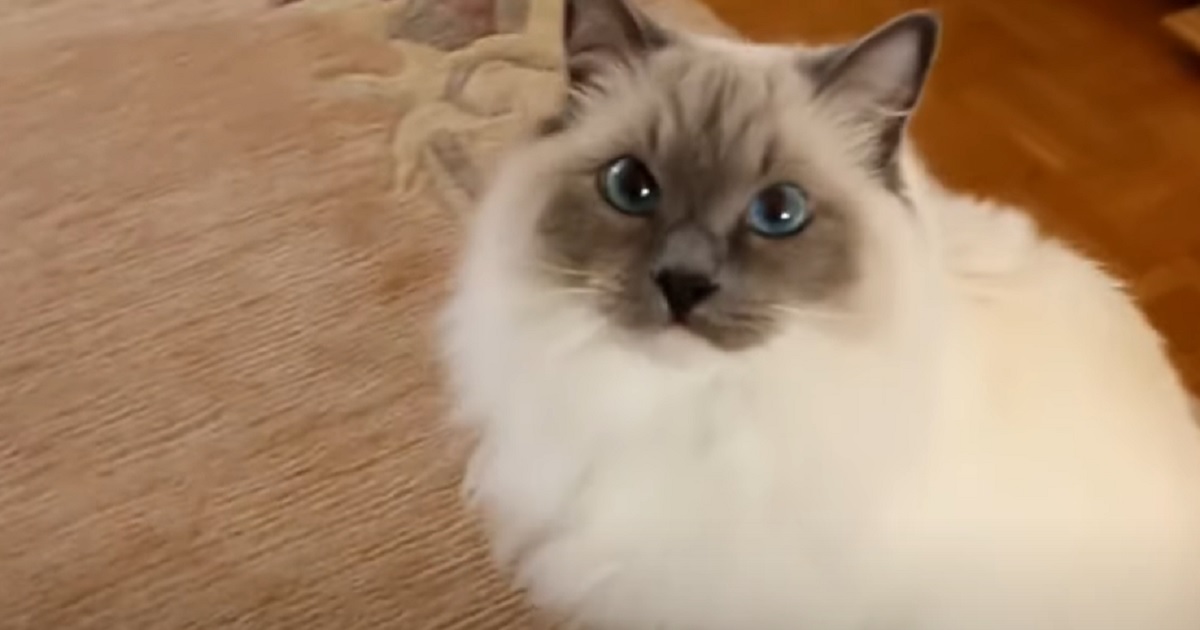 felino micio gatto