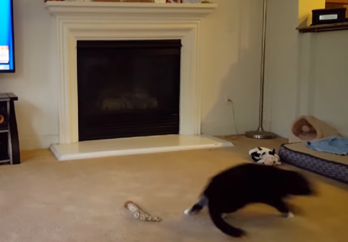roxie gattina scappa via soggiorno