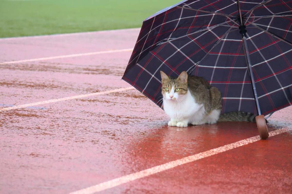 gatto sotto la pioggia