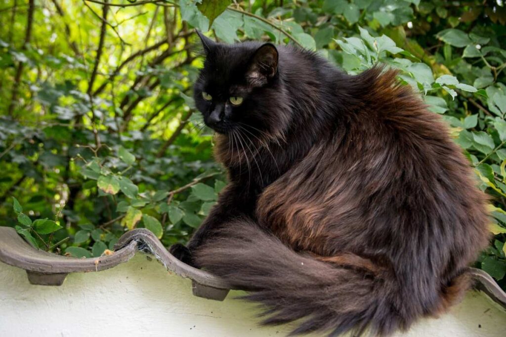 gatto nero a pelo lungo