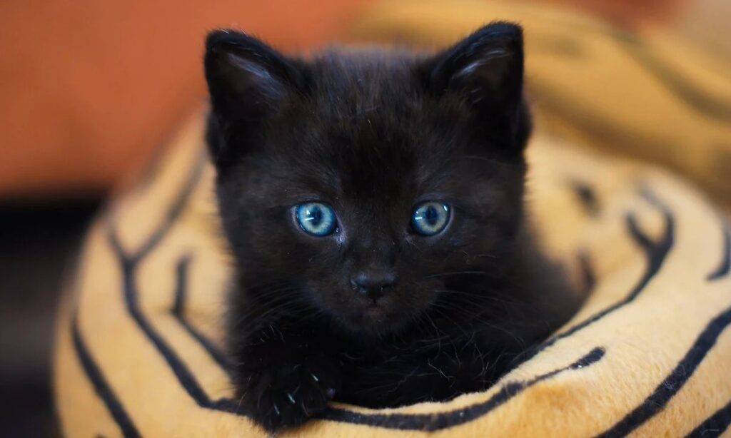 gattino nero cucciolo