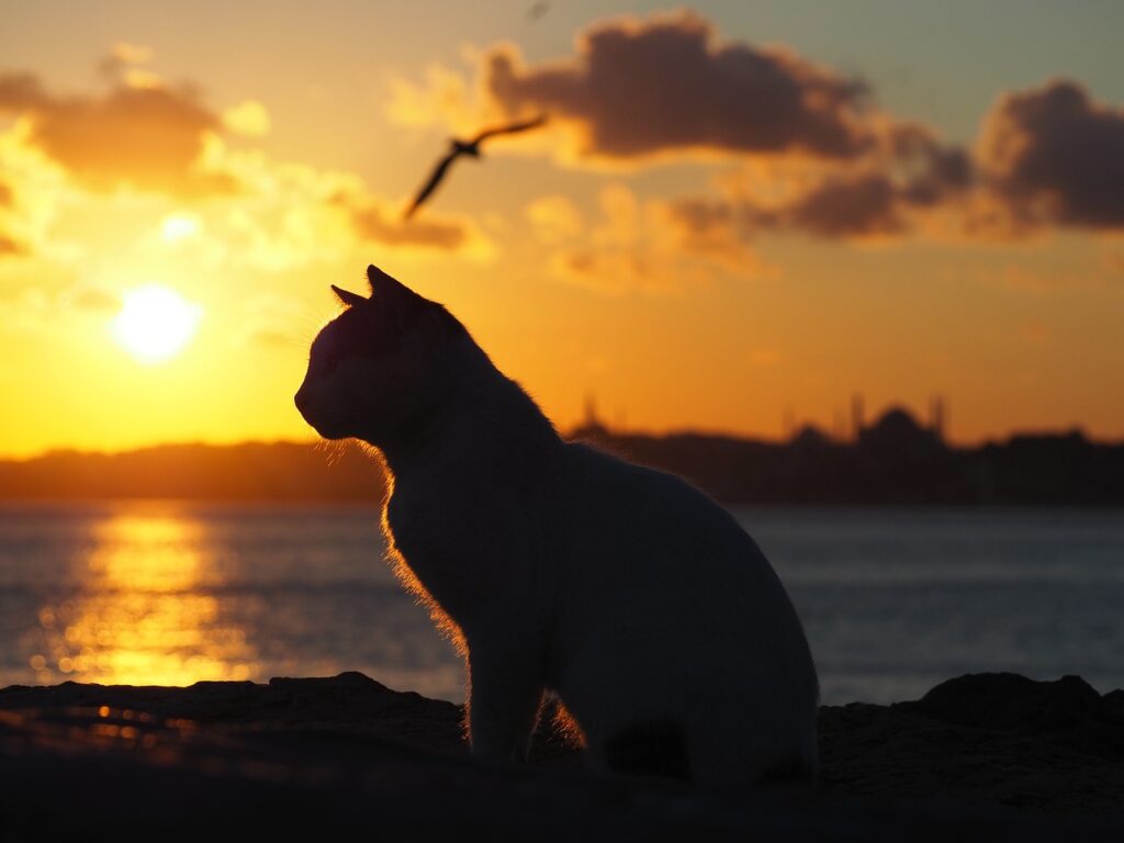 gatto in riva al mare