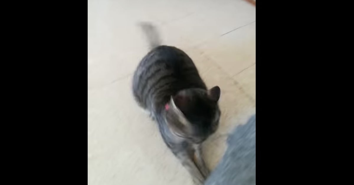 gattina Lua gioca con una pallina