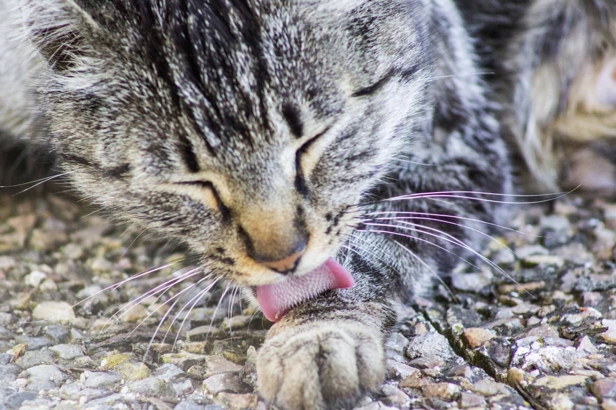 gatto si lecca la zampa