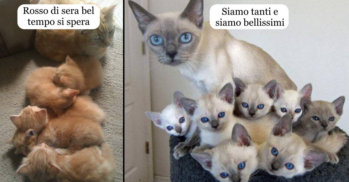 18 mamme gatto insieme ai loro piccoli gattini