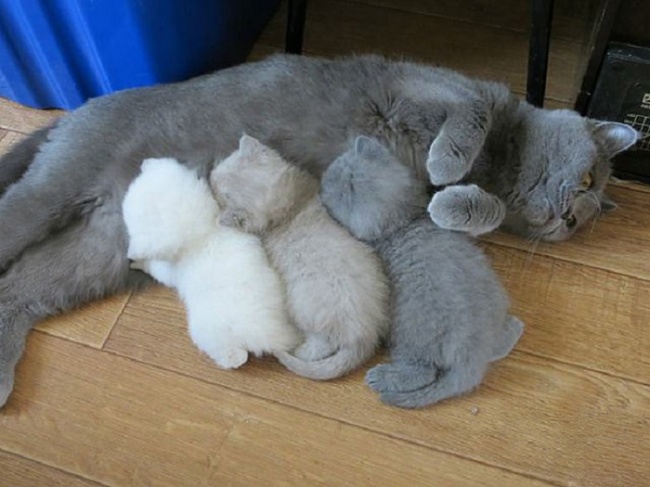 Mamma gatto con gattini