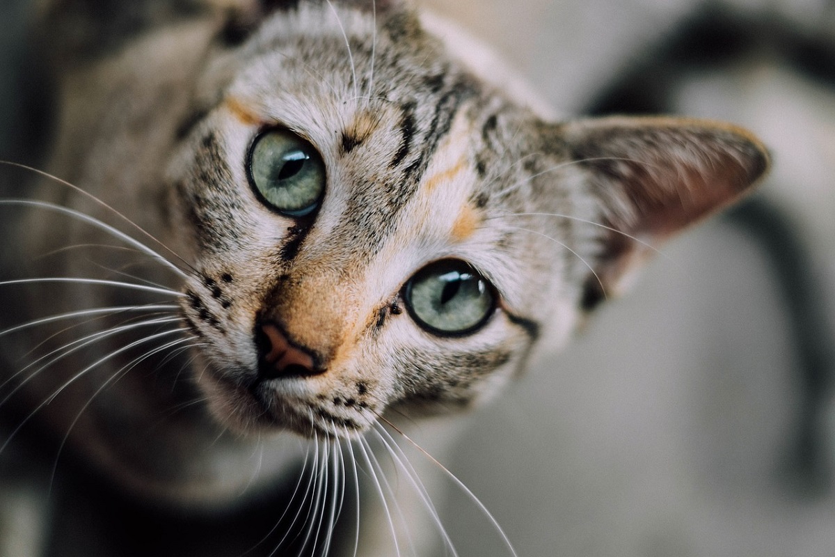 Medicina comportamentale del gatto, come aiutare Micio