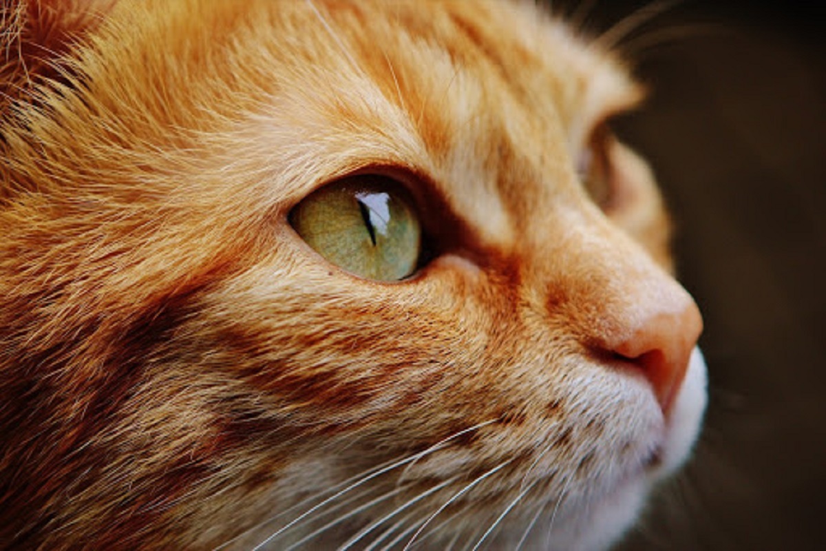 gatto rosso con occhi verdi