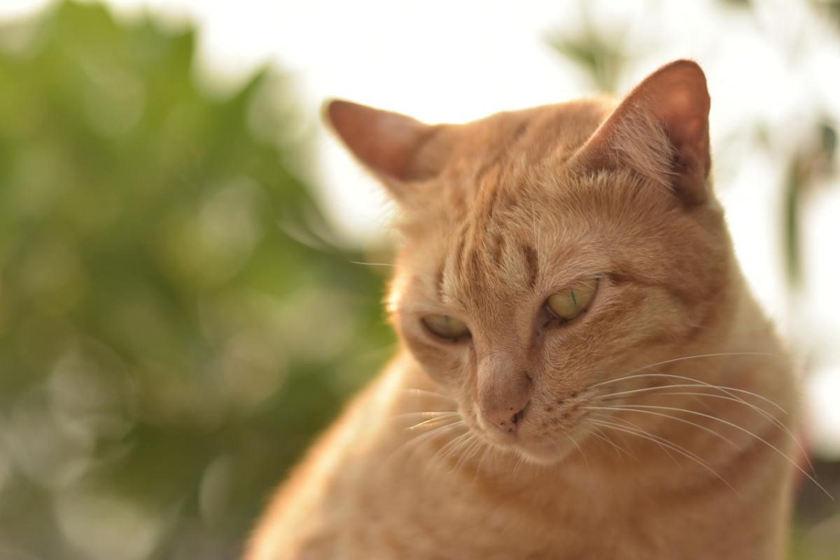 gatto arancione che guarda in basso