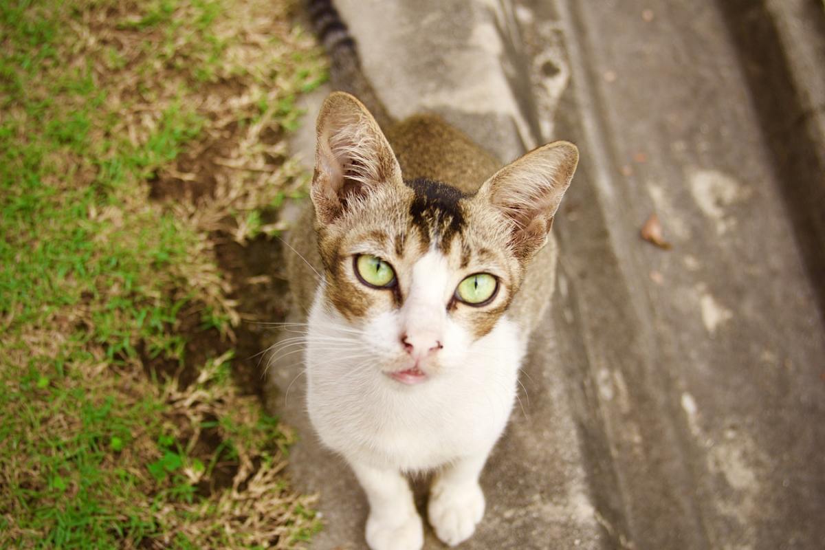 gatto seduto per terra