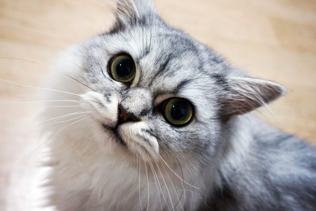 gatto con le pupille dilatate