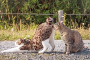 Perché i gatti mostrano il sedere, tutto quello che c’è da sapere