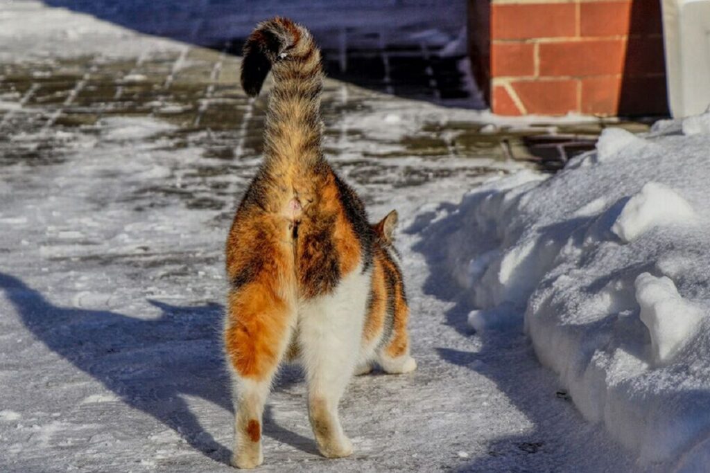 gatto con la coda alzata