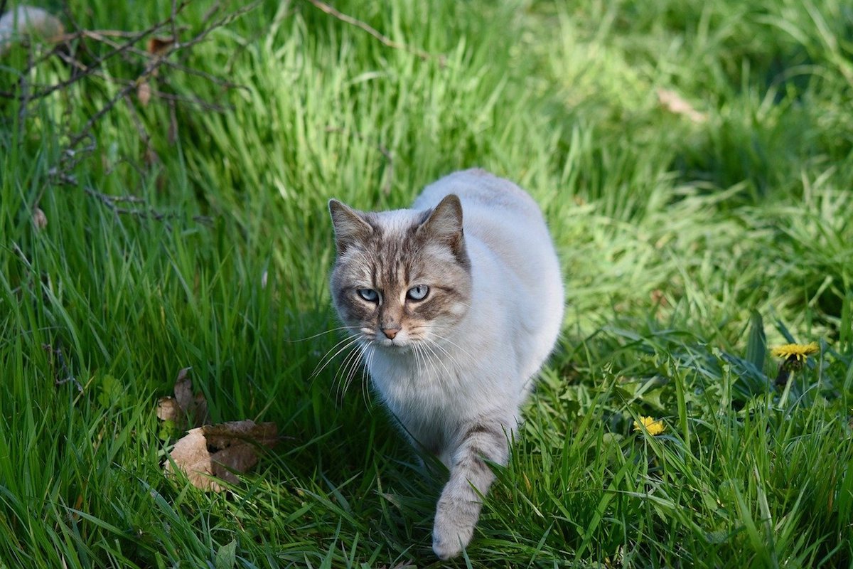 gatto nell'erba