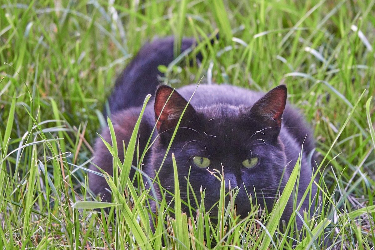 gatto punta qualcosa