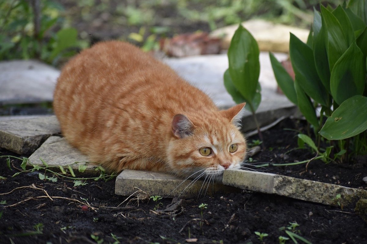 gatto pronto a cacciare