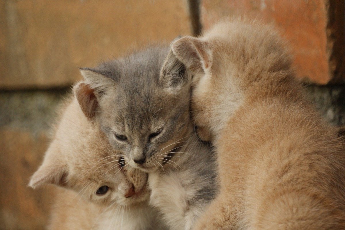 Perché i gatti uccidono i cuccioli? In quali occasioni lo fanno?