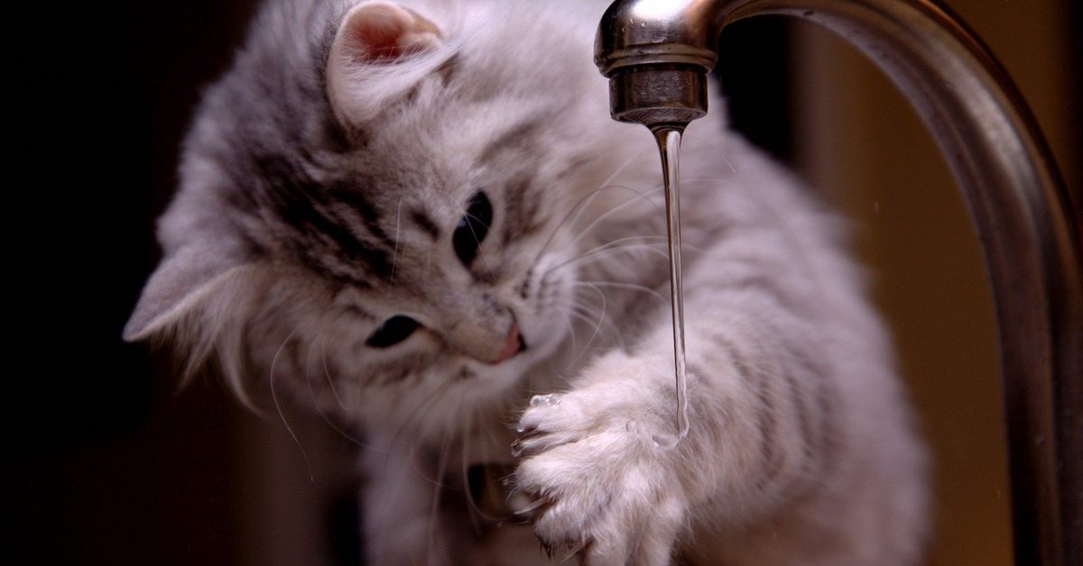 Perché il gatto è fissato con il rubinetto?