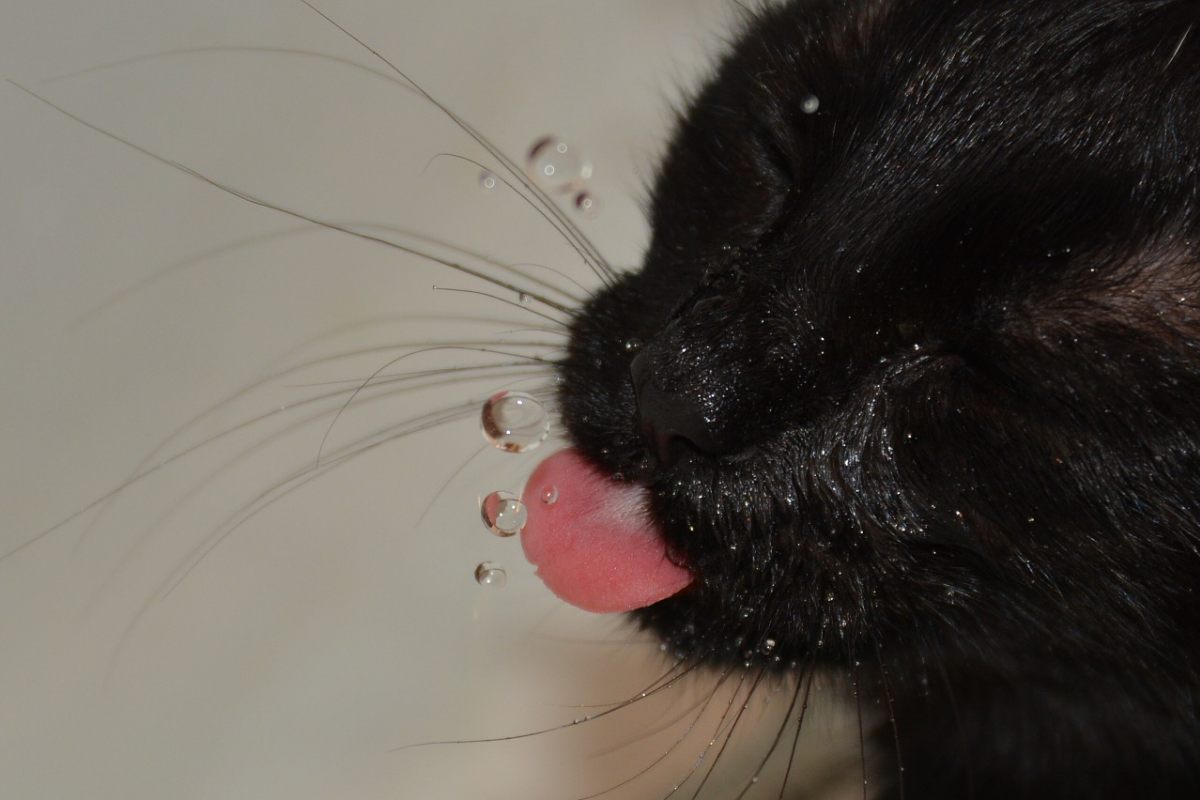 gattino nero che gioca con le goccioline di acqua