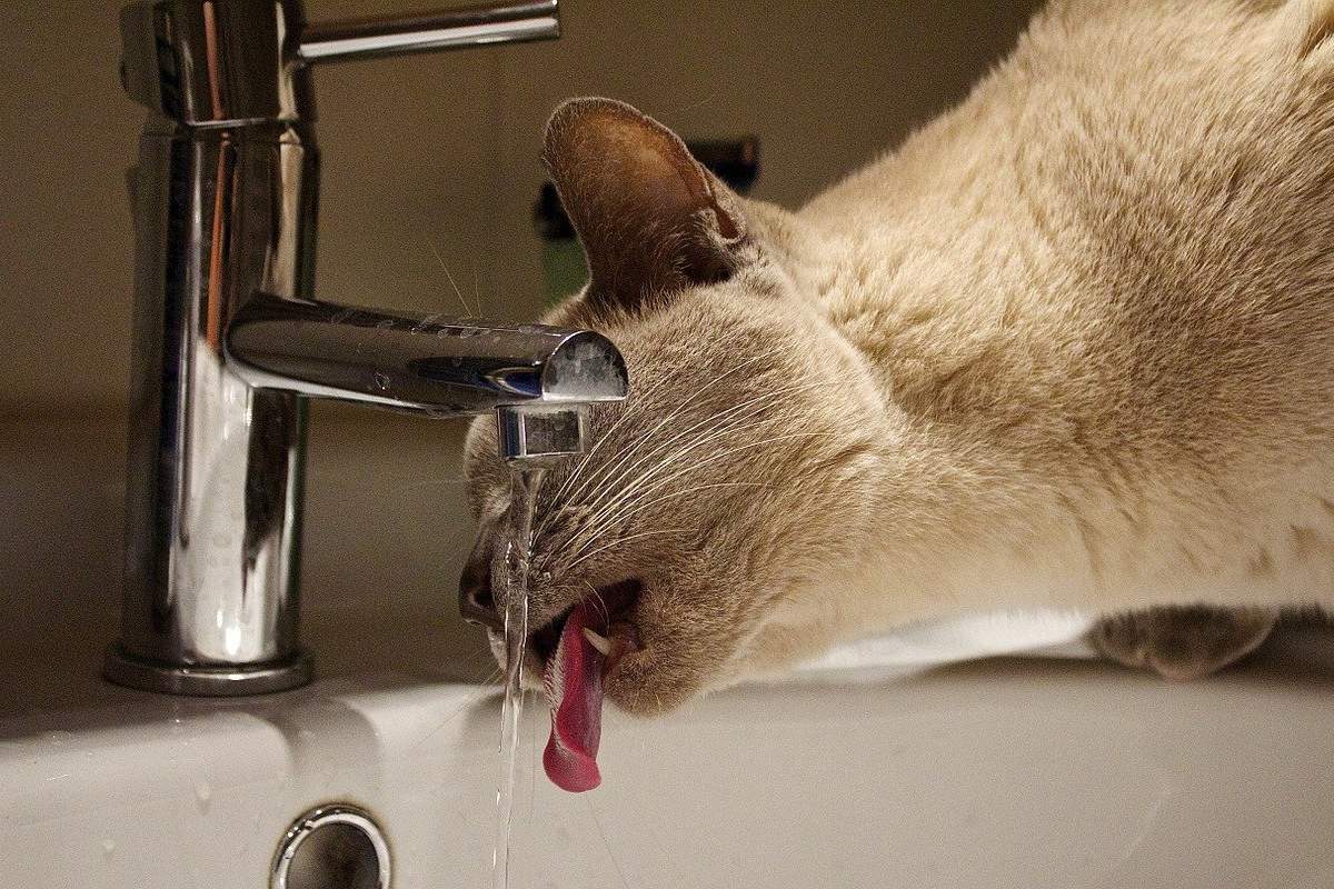 gatto che beve acqua dal rubinetto del bagno