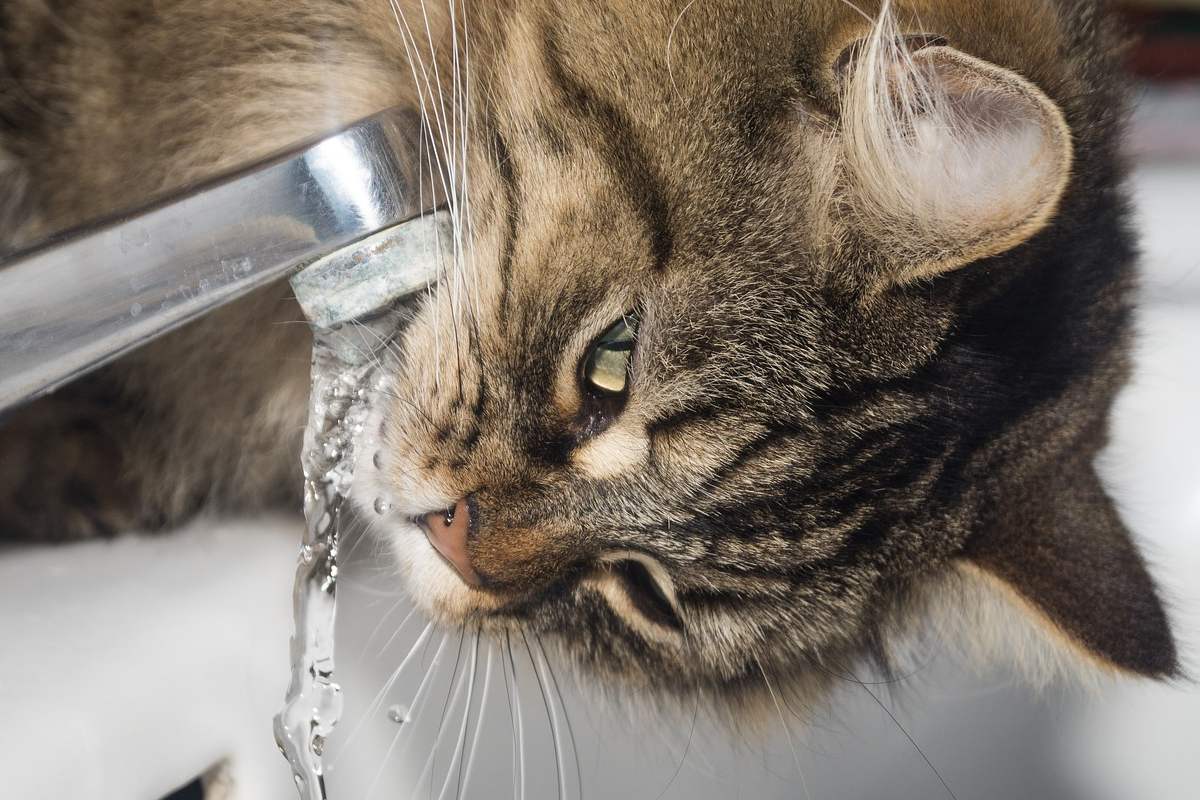 gatto tigrato che beve l'acqua